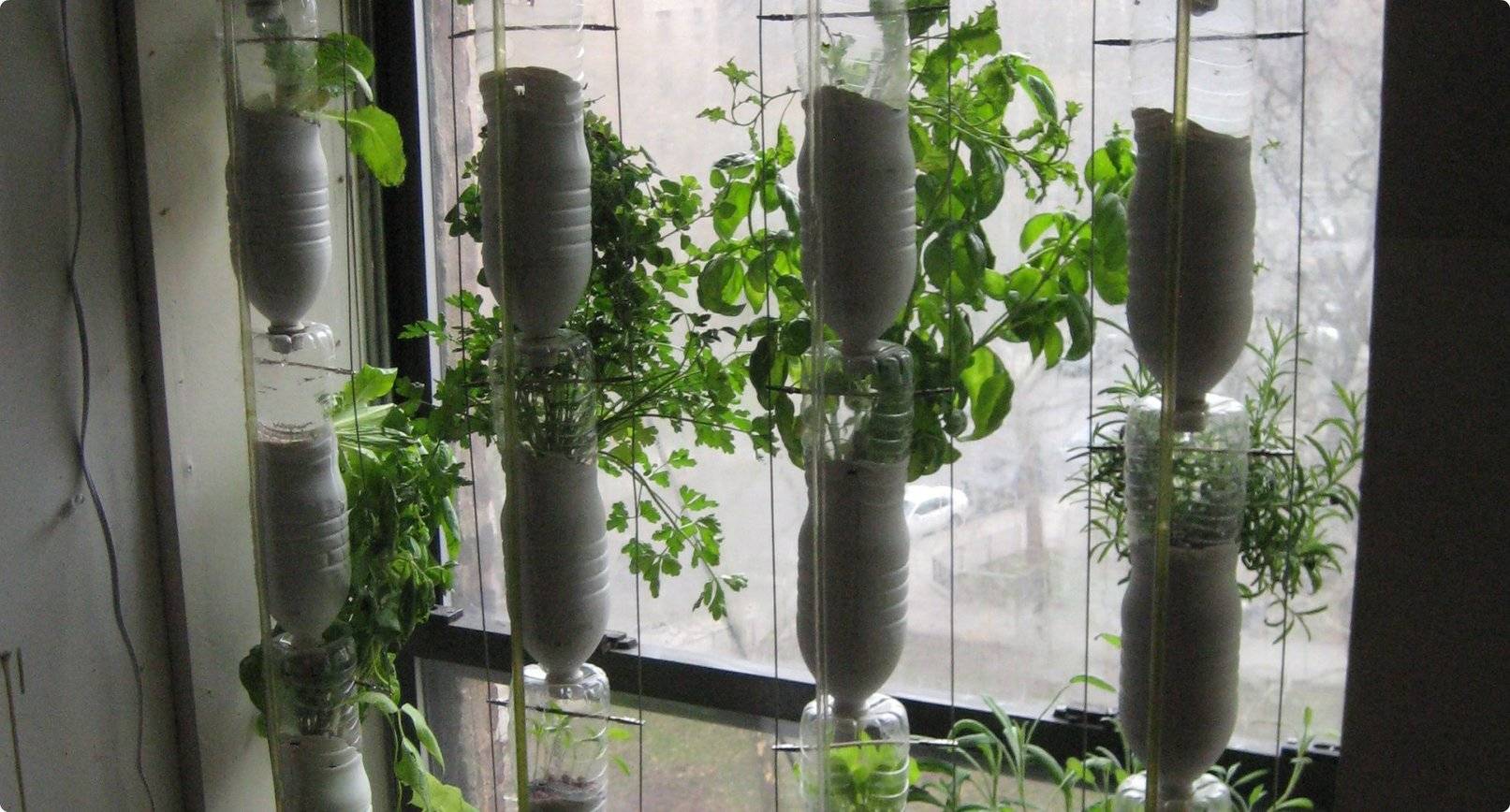 Огурцы на балконе: выращивание в пластиковых бутылках, сроки и правила
