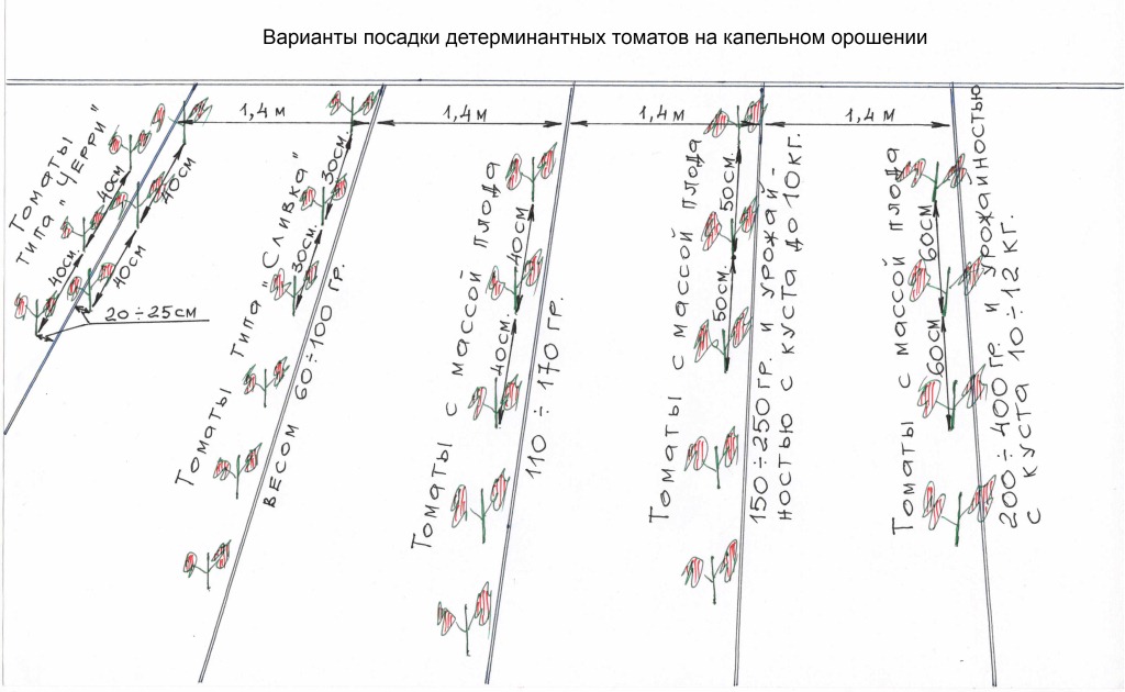 Расстояние между кустами томатов в теплице и открытом грунте: схемы посадки