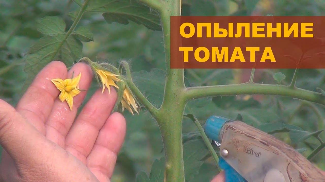 Хорошие самоопыляемые сорта помидоров для теплицы: делаем правильный выбор семян для богатого урожая