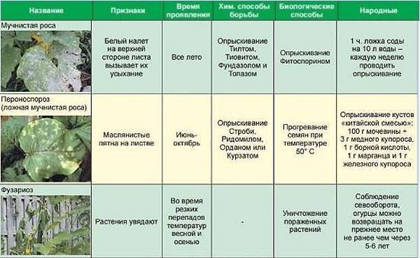 Болезни рассады томатов: описание с фотографиями и способы лечения