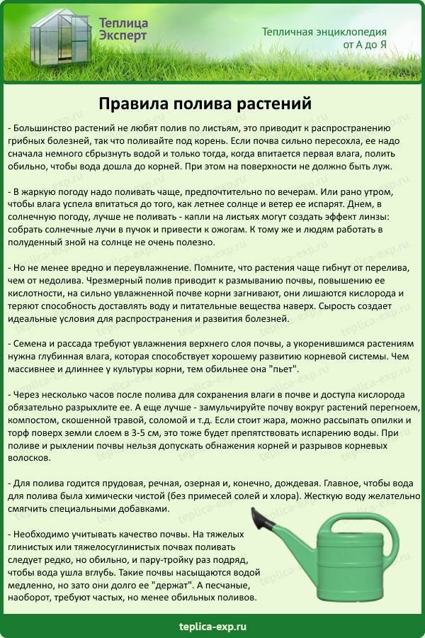 Полив помидор в теплице: как часто, нормы, сроки