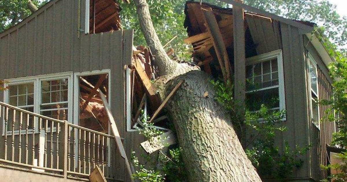 Можно ли спилить ветки соседского дерева, если они растут над вашим участком? отвечаем на вопрос | forumhouse | дзен