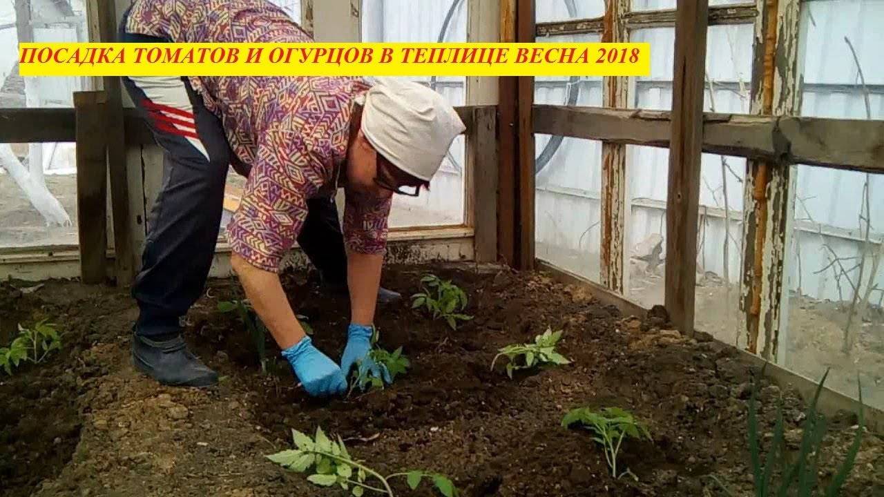 Особенности подготовки почвы в теплице под помидоры: как правильно сделать грядки