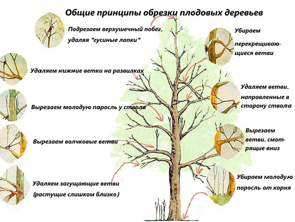 Обработка плодовых деревьев от болезней и вредителей весной: когда и чем обрабатывать