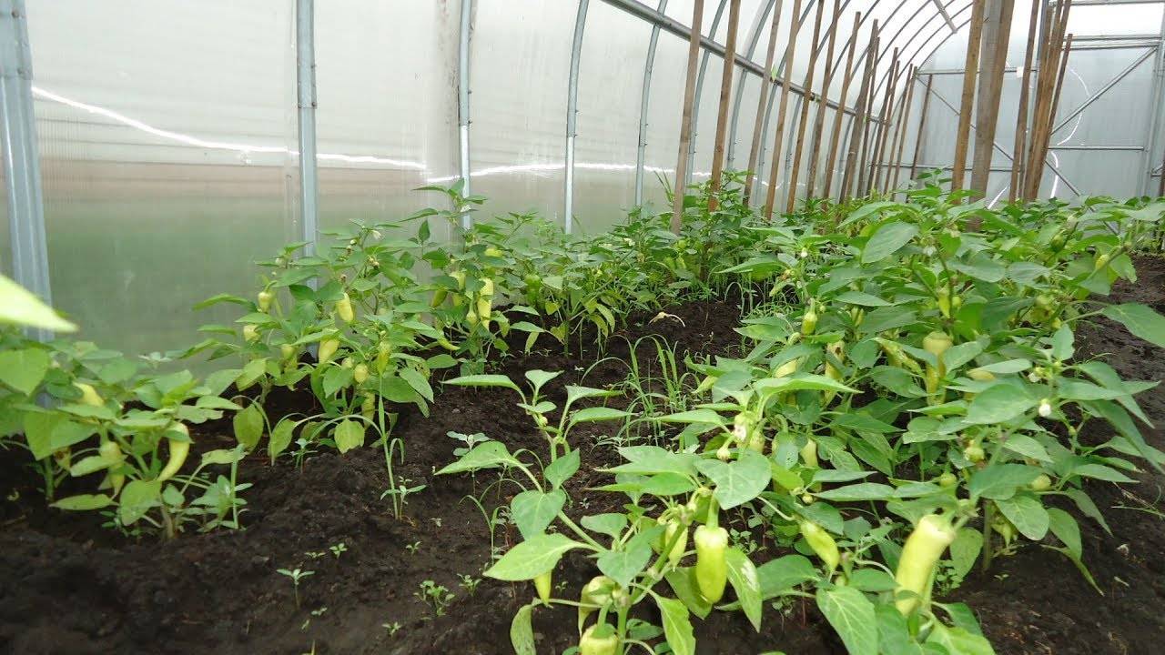 Выращивание перцев в теплице из поликарбоната от а до я в подмосковье, сибири, ленинградской области, на урале