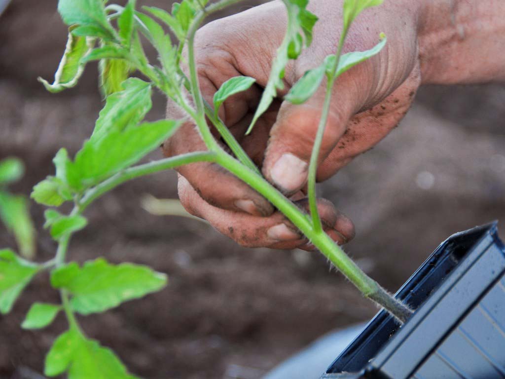 Как и когда высаживать рассаду помидоров в теплицу: правила, сроки