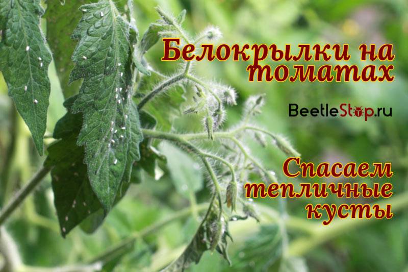От белокрылки препараты в теплице на помидорах. Белокрылка на помидорах. Белокрылка на томатах. Белокрылки на помидорах. Белокрылка в теплице на помидорах.