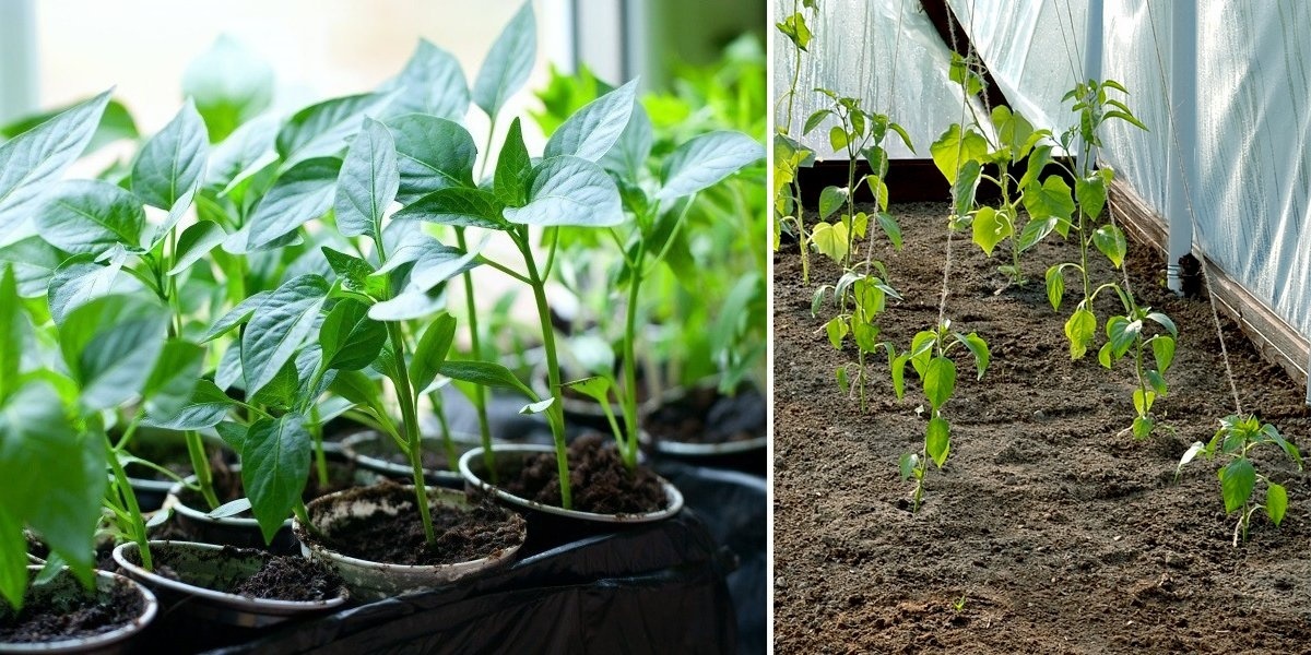 Уход за перцами в теплице от посадки до урожая: подготовка рассады и почвы, выбор лучших сортов