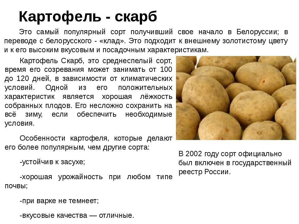 Картофель для сибири: сорта с описанием и фото