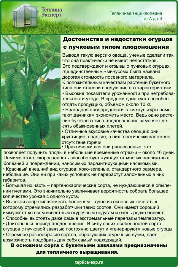 Что можно выращивать в теплице круглый год и как