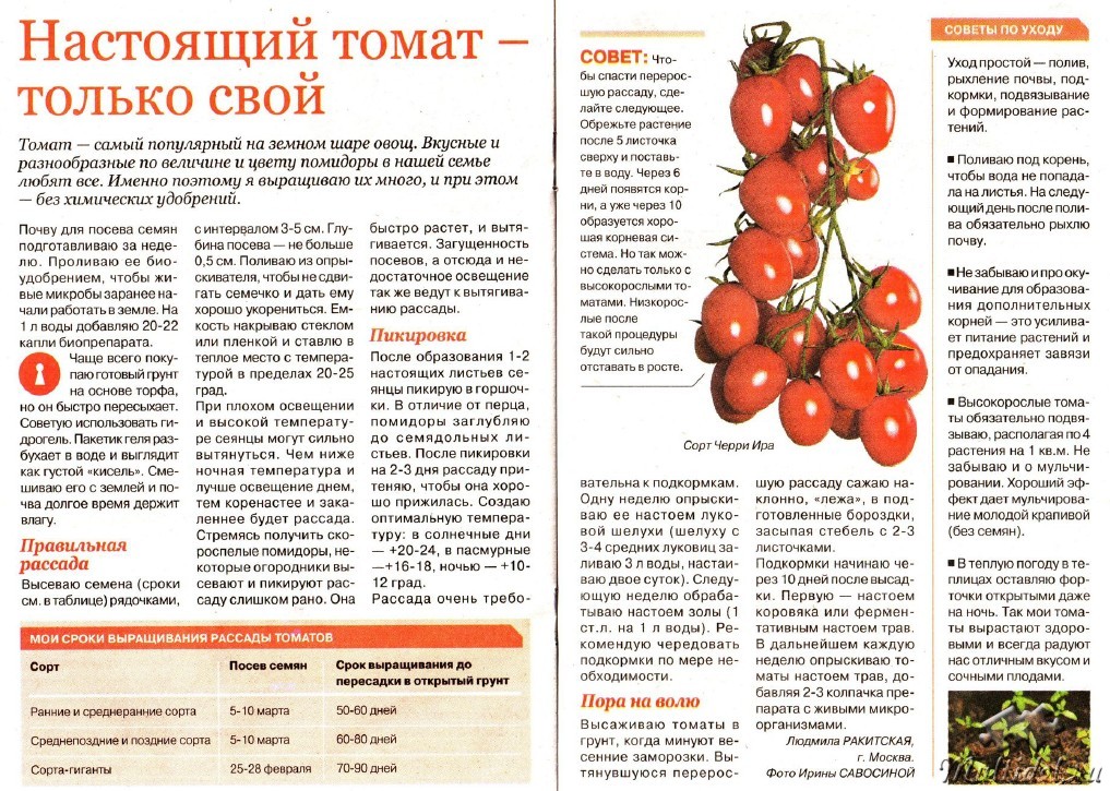 Можно ли подкармливать помидоры. График подкормки помидоров в теплице. Таблица подкормки томатов в теплице. Схема удобрения для помидор в теплице. Схема удобрения томатов.
