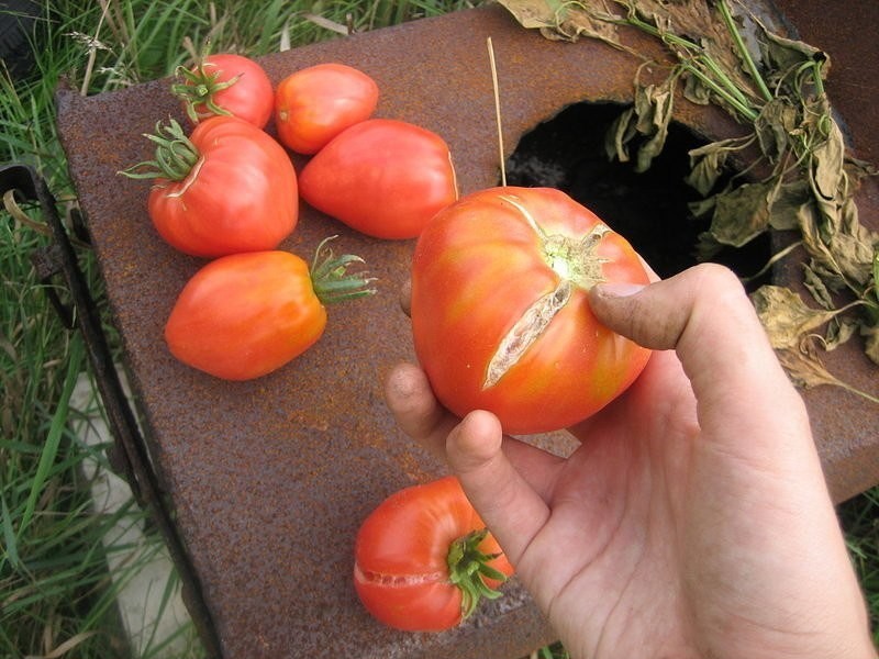 Почему помидоры трескаются при созревании