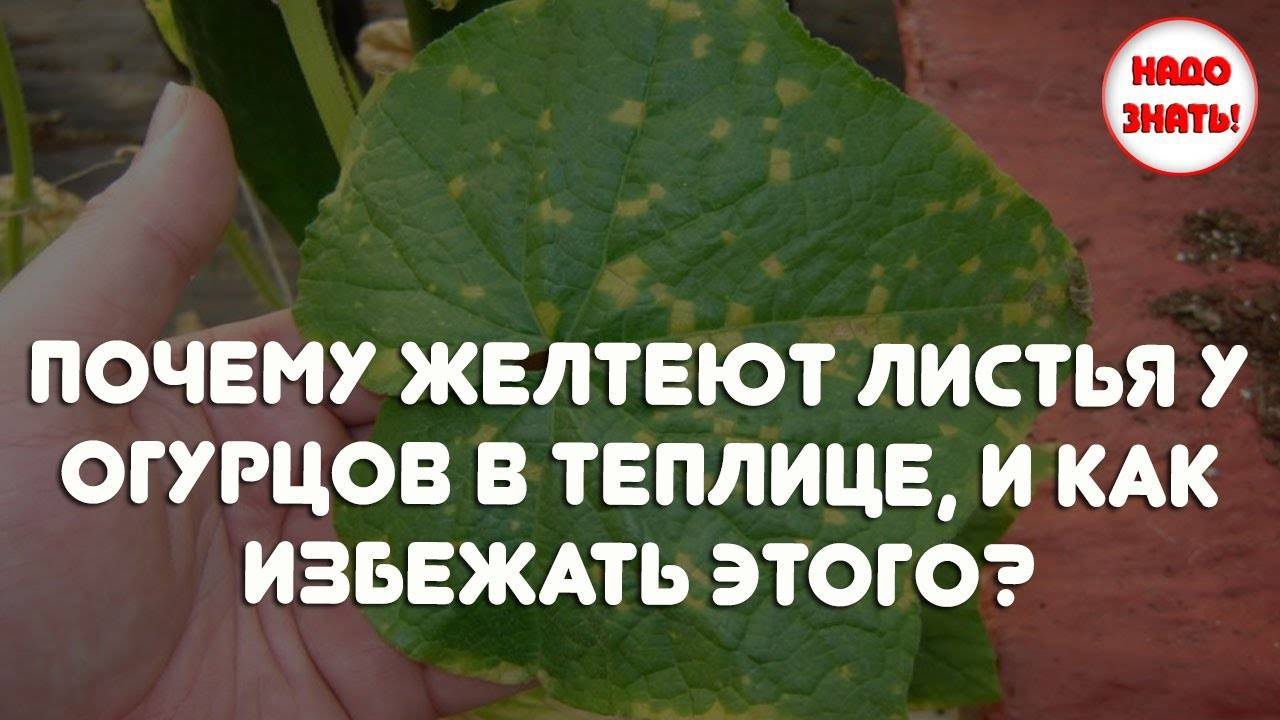 Почему листья огурцов в теплице желтеют: что делать, как с этим бороться, фото