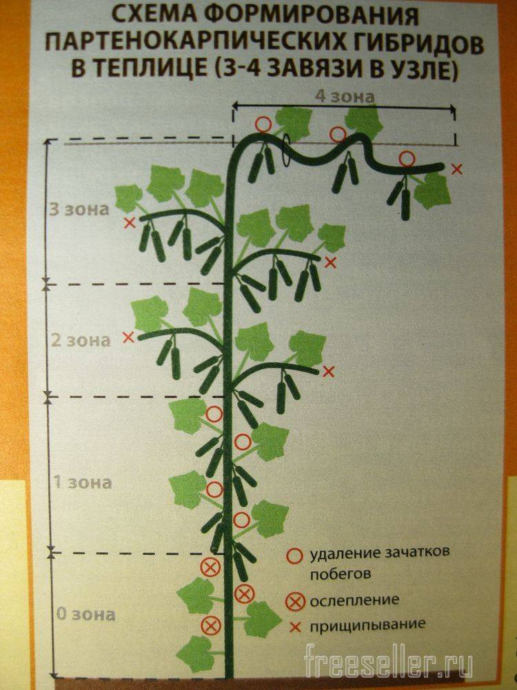 Прищипка огурцов на подоконнике, в открытом грунте и теплице: на каком листе, схема