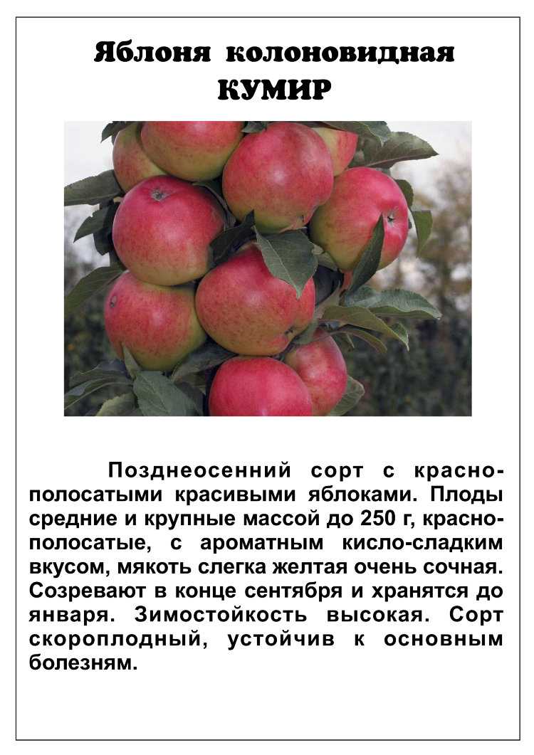 Колоновидная яблоня "президент": описание сорта, фото, отзывы