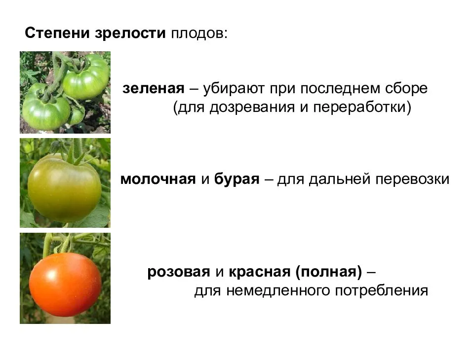 Что сделать, чтобы помидоры в теплице быстрее краснели