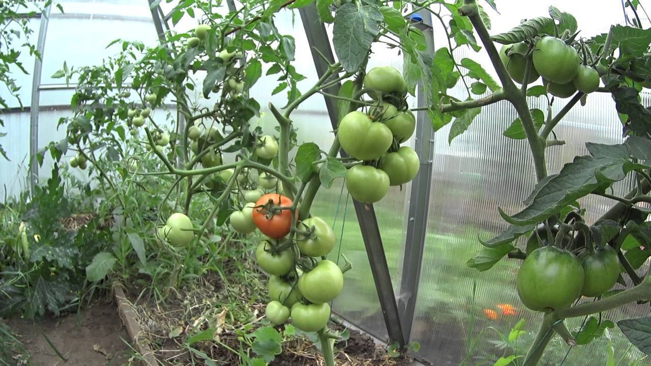 Чем лучше подкормить помидоры, если они плохо растут
