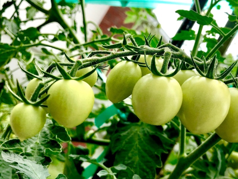 5 советов, как можно ускорить созревание томатов на кусте