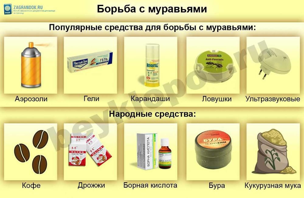 Как избавиться от муравьёв в квартире