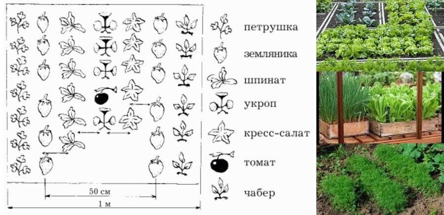 Схема посадка салата