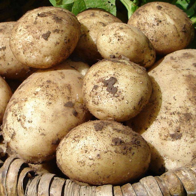 Картофель санте: описание сорта, фото, отзывы о вкусовых качествах и сроках созревания, особенности ухода, выращивания, хранения, характеристика урожайности | сортовед