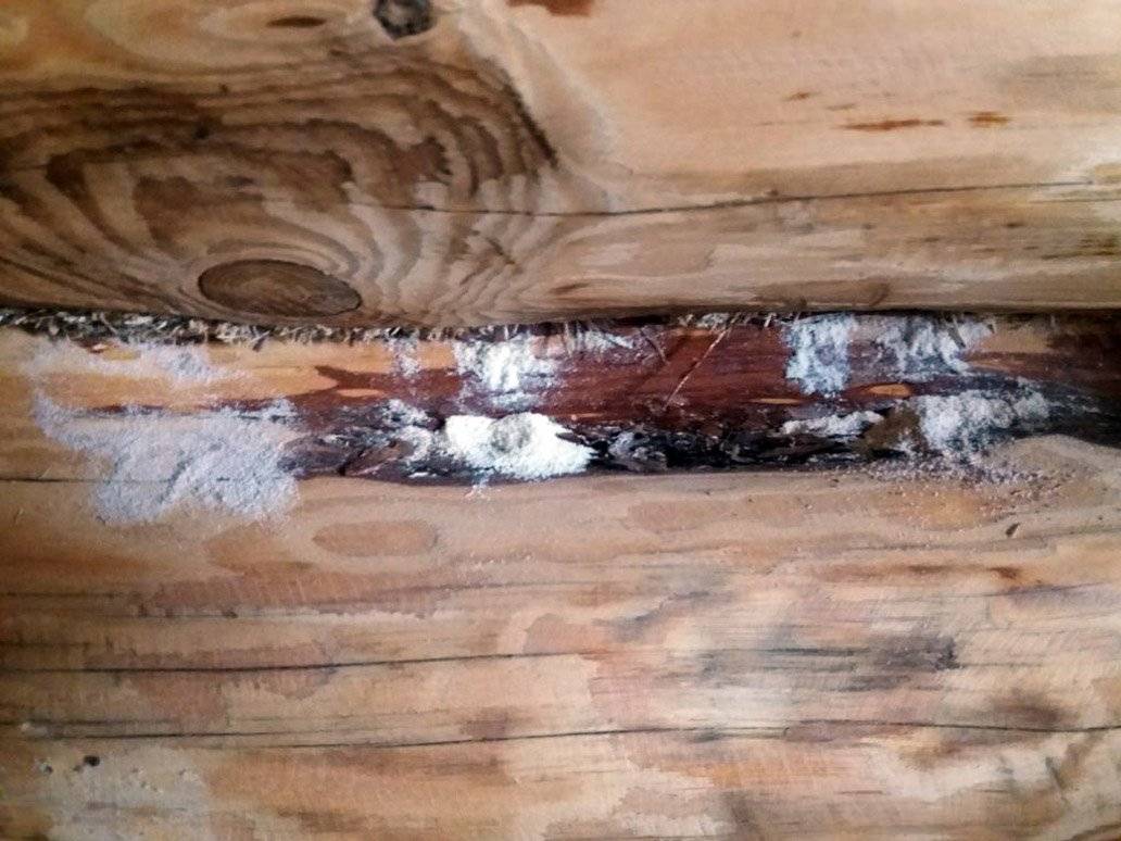 Как избавиться от древоточца в деревянном доме и бане: где и почему появляются, чем и как опрыскивать