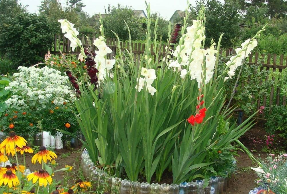 Какие цветы посадить рядом с гладиолусами: 5 лучших идей с фото