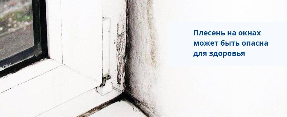 Как избавиться от плесени на окнах?
