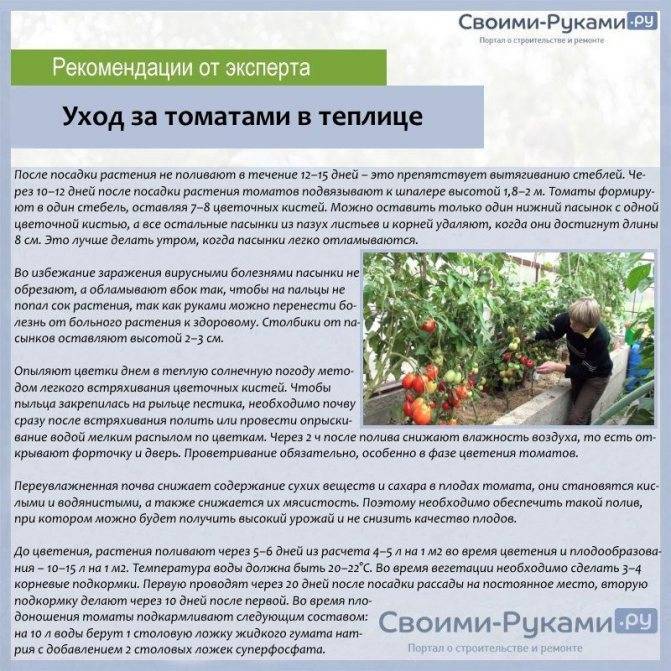 Правильная подкормка помидоров в теплице: как, когда и чем?