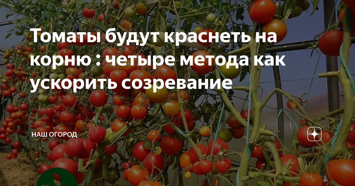 Рекомендации: как ускорить созревание помидор в теплице
