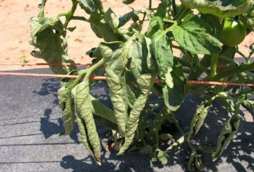 Почему скручиваются листья у помидоров: что делать?