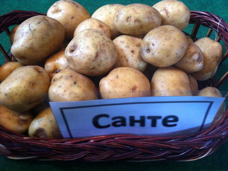 Картофель санте: описание сорта и фото, отзывы кто сажал об урожайности, характеристика, вкусовые качества, сроки созревания семенной рассады