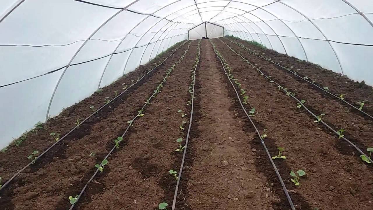 Выращивание кабачков в теплице | огородник
