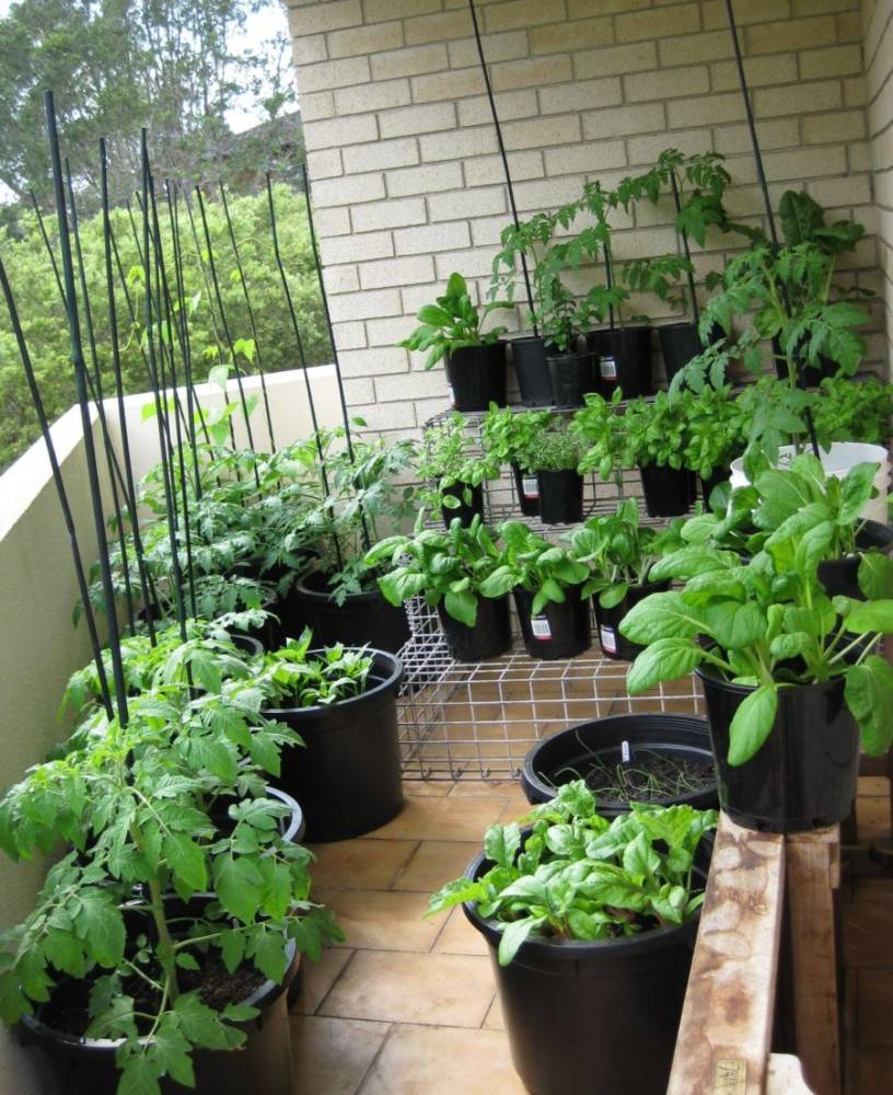 Огород на балконе для начинающих: кабачки, редис, перец