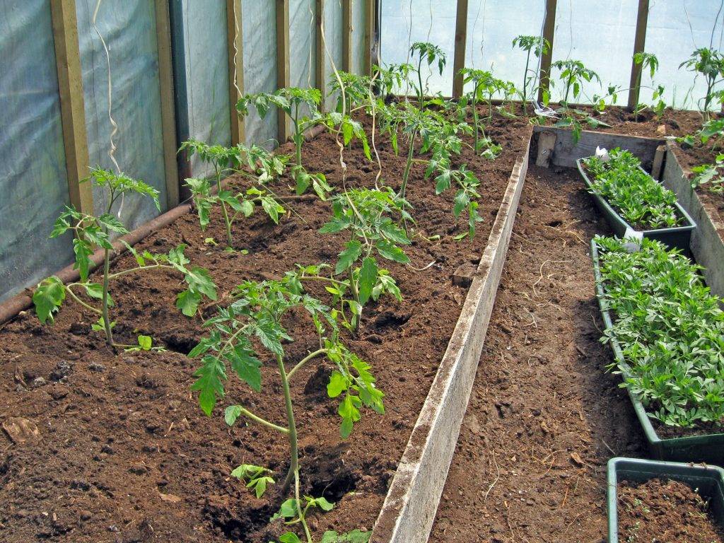 Высадка рассады томатов в теплицу в 2023 году: сроки, правила, подготовка