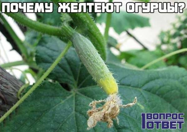 Желтеют, засыхают и опадают завязи на огурцах: причины, почему так происходит и что делать