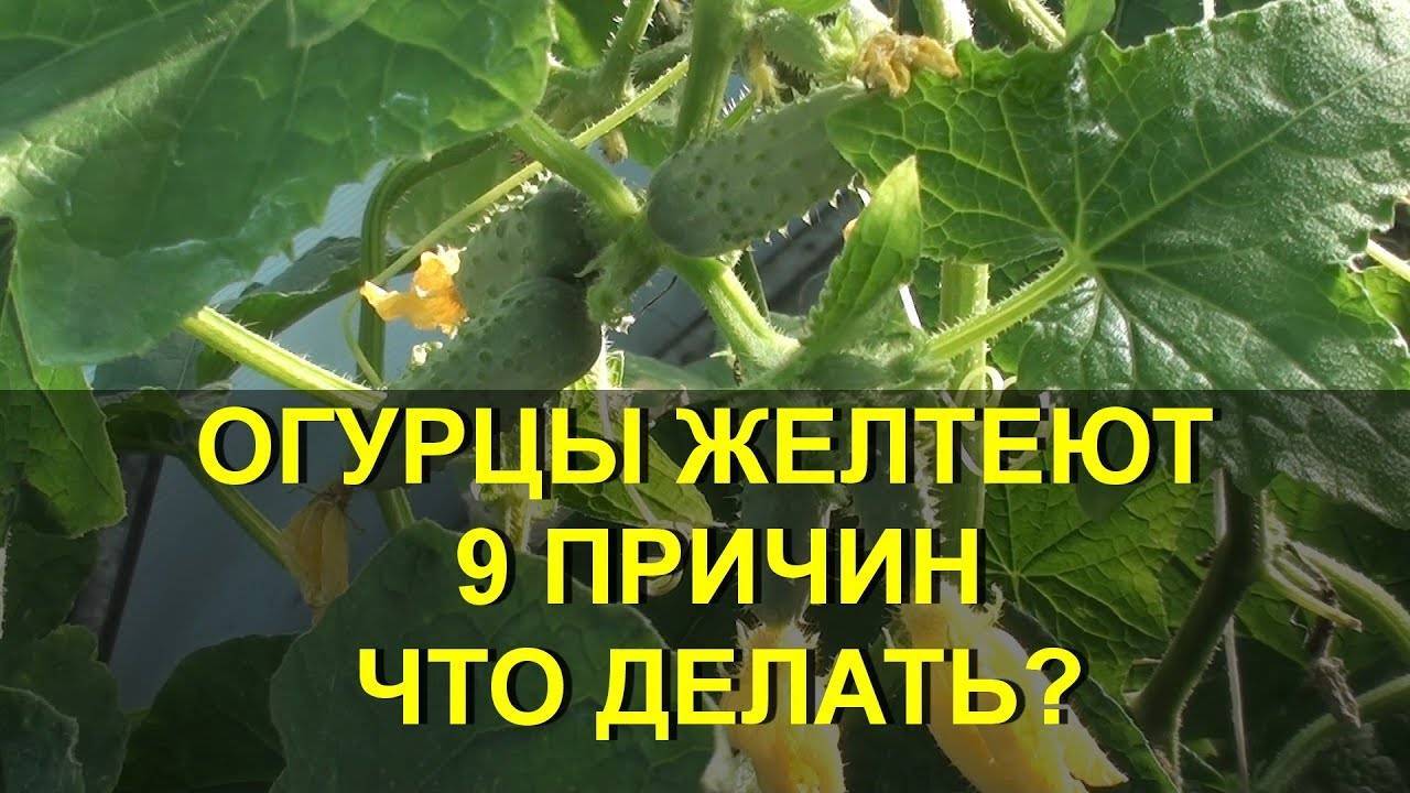 Почему желтеют, сохнут и скручиваются листья огурцов? причины, меры профилактики и борьбы. фото — ботаничка