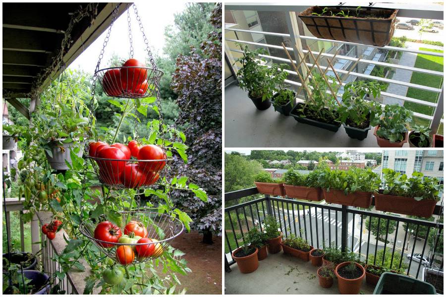 Как создать огород на балконе: 4 варианта почвы