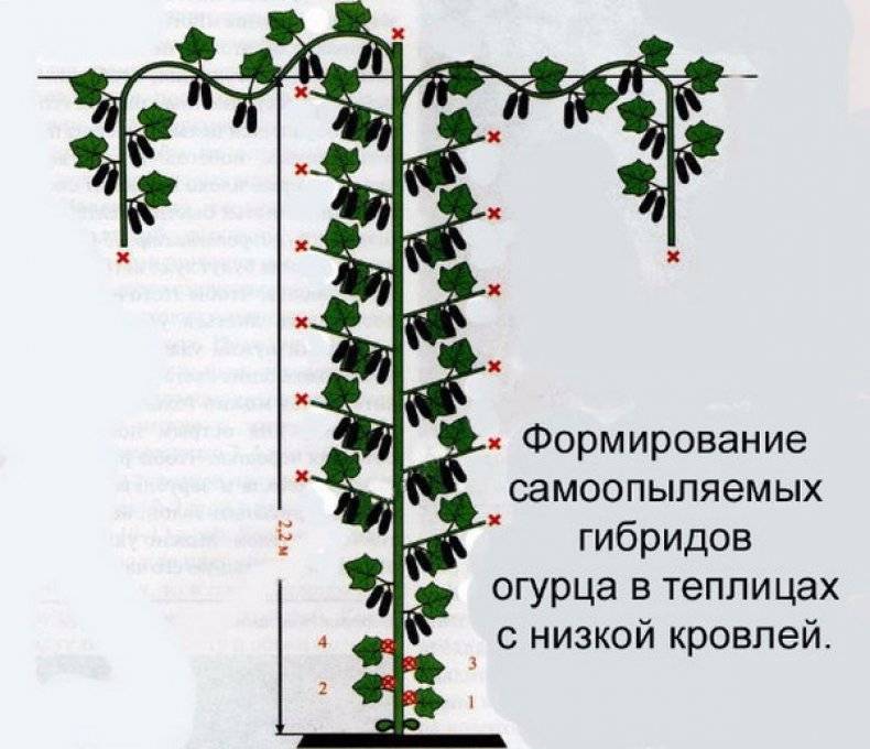 Как вырастить огурцы сорта кураж ф1 на приусадебном участке?