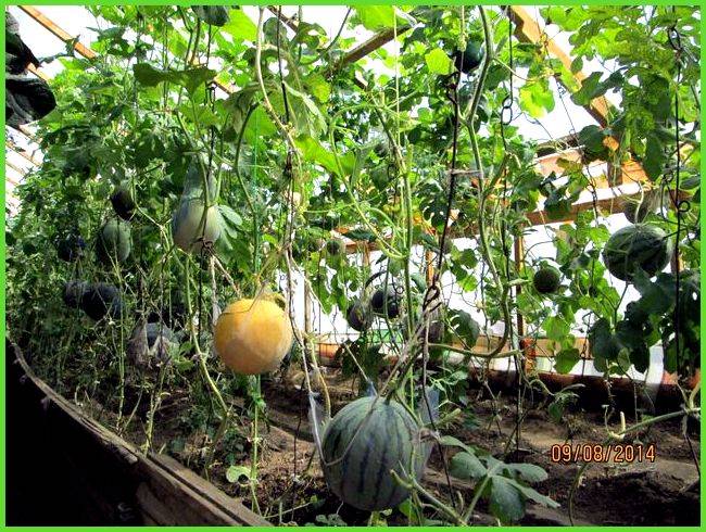 Как вырастить арбузы на урале и добиться хорошего урожая