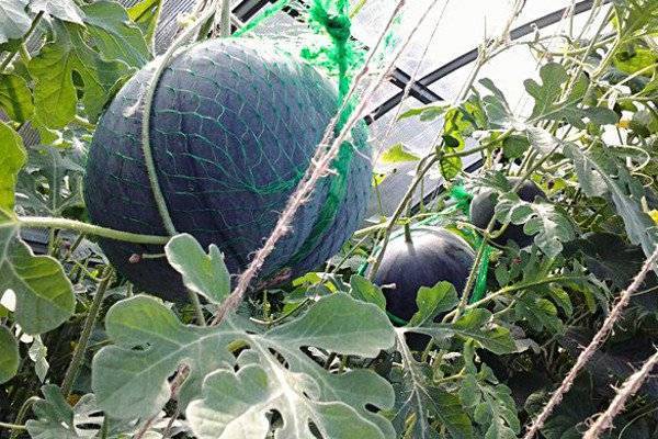 Выращивание арбузов на урале в открытом грунте и теплице