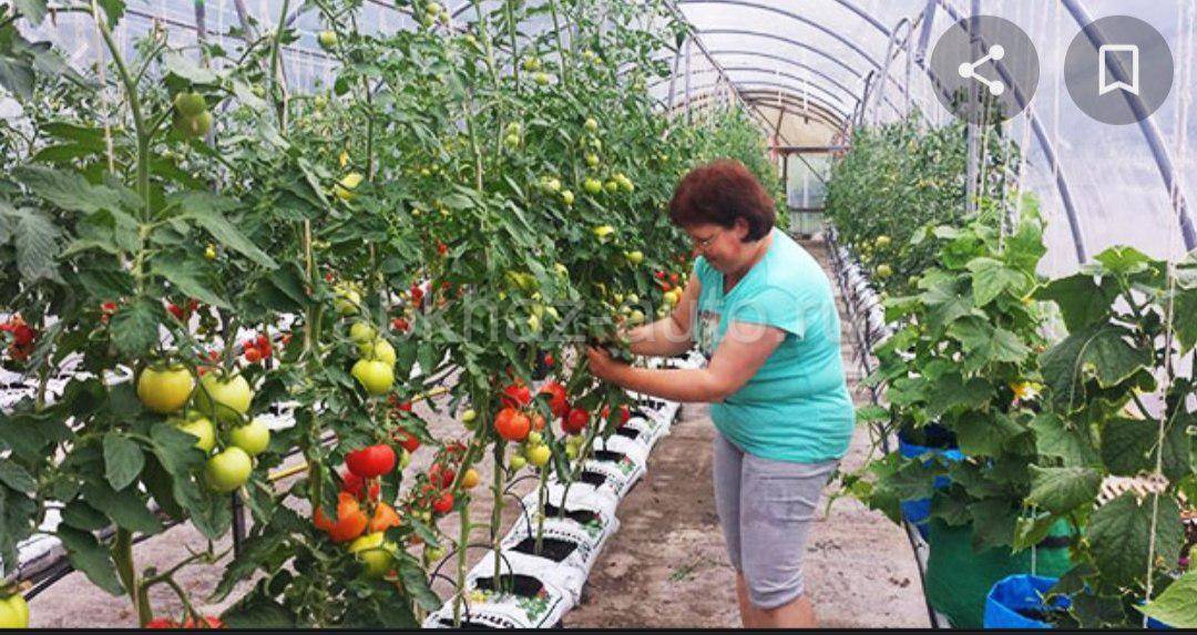 Как уживаются томаты и огурцы в одной теплице