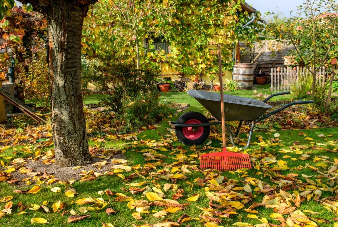 8 самых важных дел в саду и огороде на даче осенью