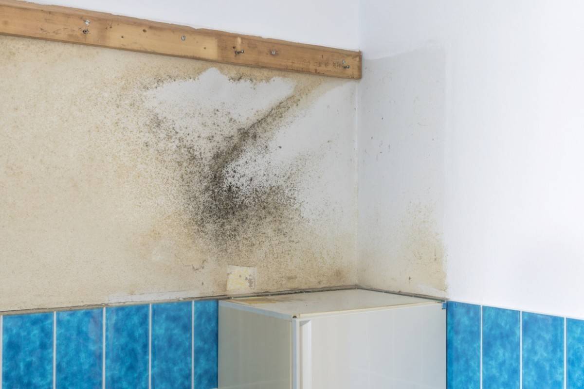 Как избавиться от плесени в ванной в домашних условиях: 15 проверенных средств
