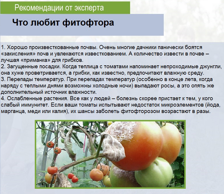 Как бороться с фитофторой на помидорах: эффективное лечение