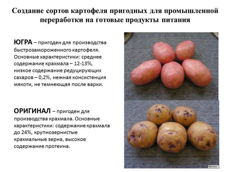 Картофель сорта «скарб»: описание и отзывы, фото
