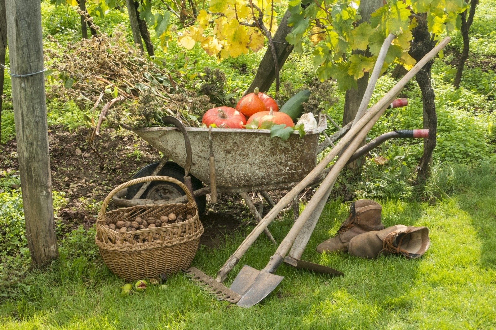 Осенние работы в саду: что нужно сделать на участке и в огороде | дом мечты