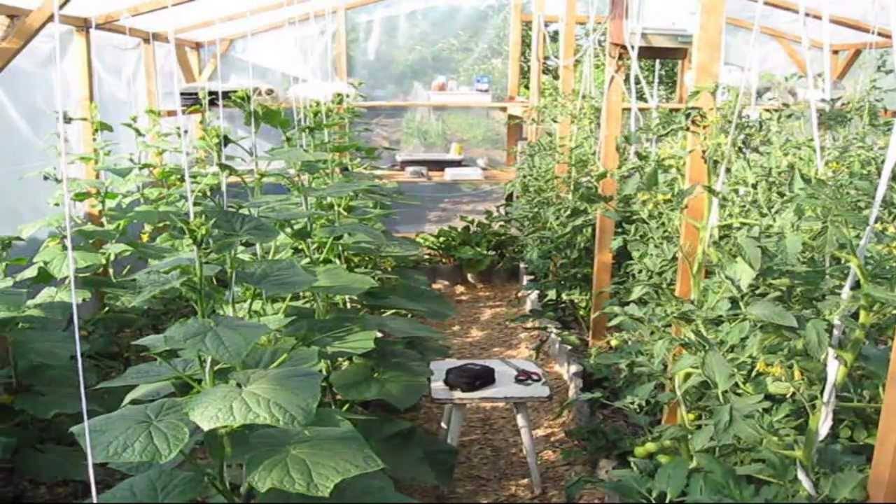 Выращивание помидоров и огурцов в одной теплице: подробная инструкция - теплицы + парники своими руками