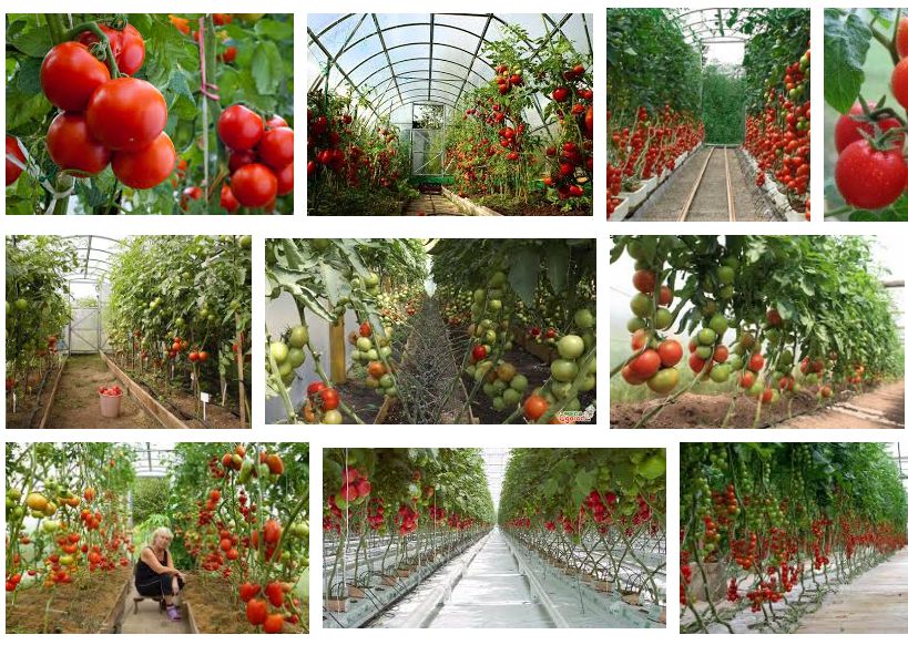 Уход за томатами в теплице из поликарбоната: выращивание и пасынкование