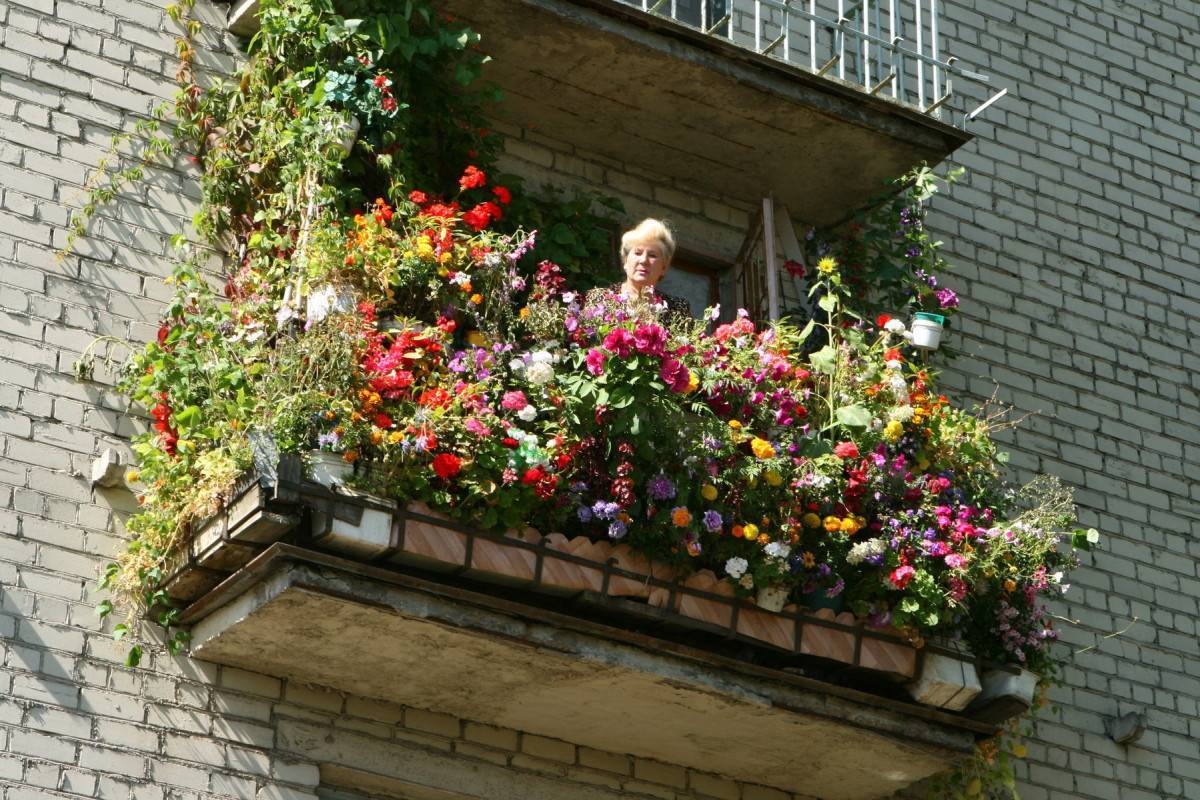 Какие цветы посадить на балконе?